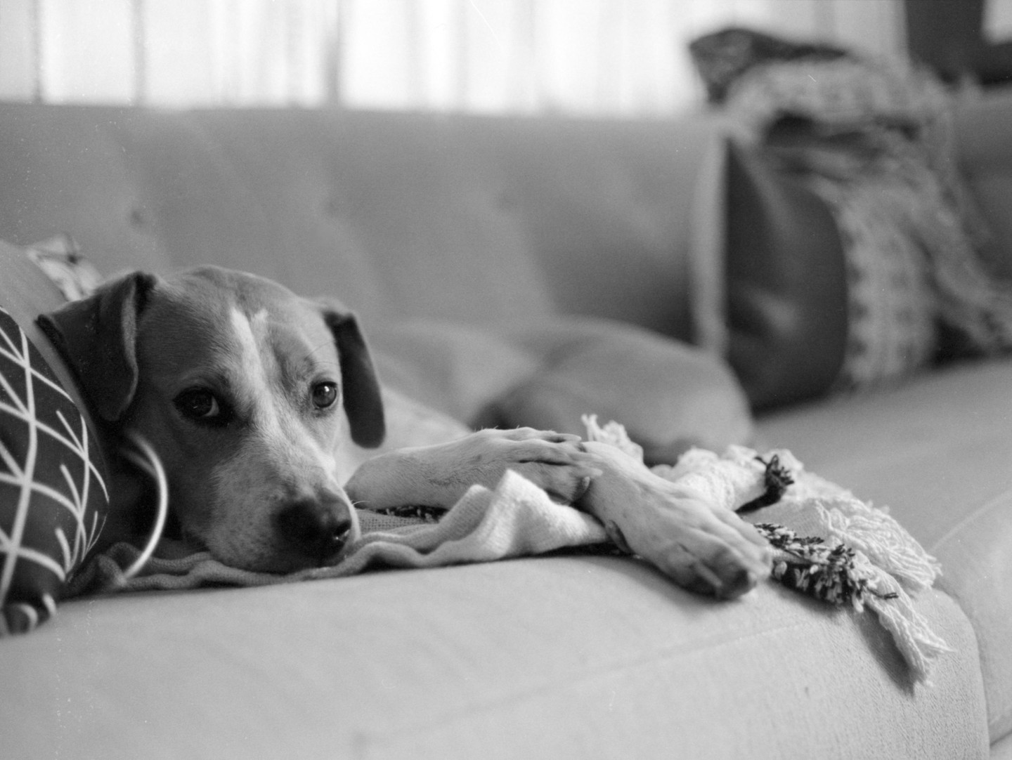 A dog rests its head on a blanket on a couch.