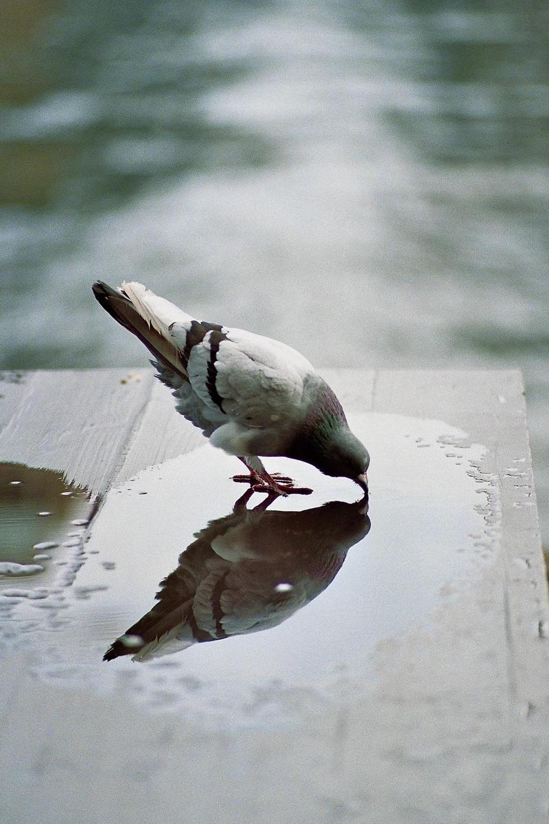 A pigeon drinks water from a puddle on a wooden surface, with its reflection visible in the water.