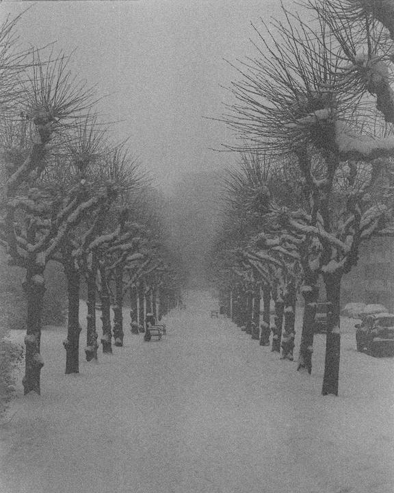 A snow-covered path is lined with trees on both sides, leading into a misty distance.