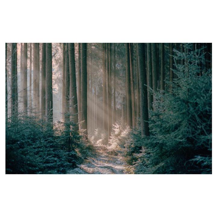 Sunlight streams through tall trees onto a snow-covered forest floor with small evergreen trees.