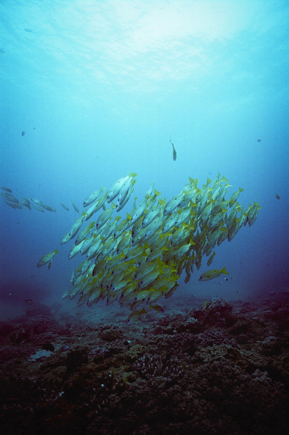 A school of yellow and white fish swims above a coral reef in blue water.