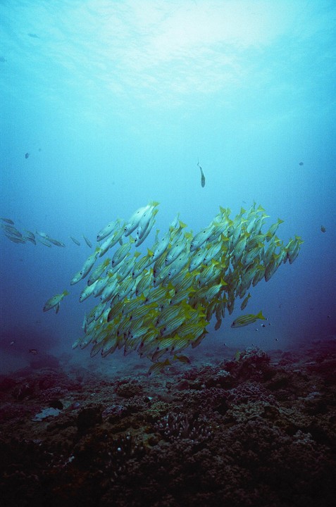A school of yellow and white fish swims above a coral reef in blue water.