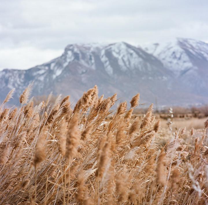 Tall, dry reeds stand in a field with a snow-capped mountain in the background under a cloudy sky.