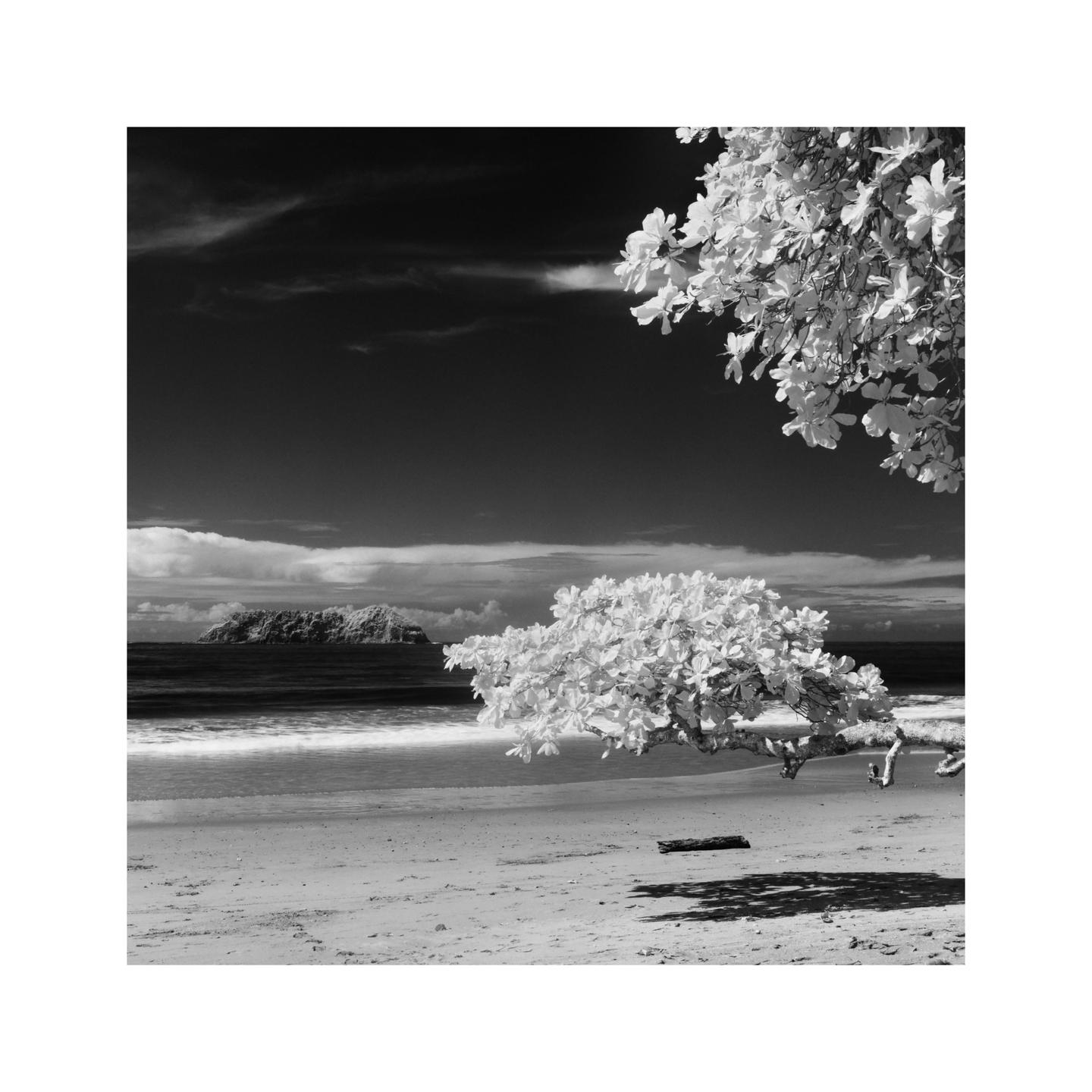 A black and white landscape shows a beach with an island in the distance and two trees with bright foliage.