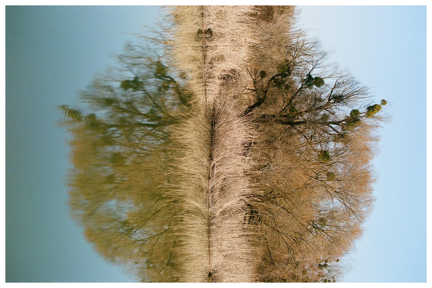 A row of bare trees with mistletoe grows along a body of water, creating a reflection that mirrors the trees.