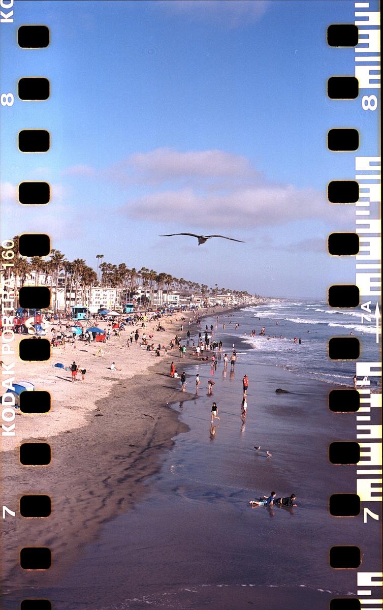 A bird flies over a crowded beach with palm trees and buildings in the background.