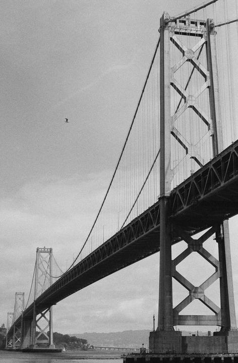 A bird flies in the sky above the Bay Bridge.