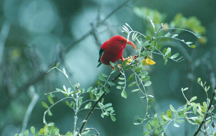 A red bird with a curved beak perches on a branch with green leaves and yellow flowers.