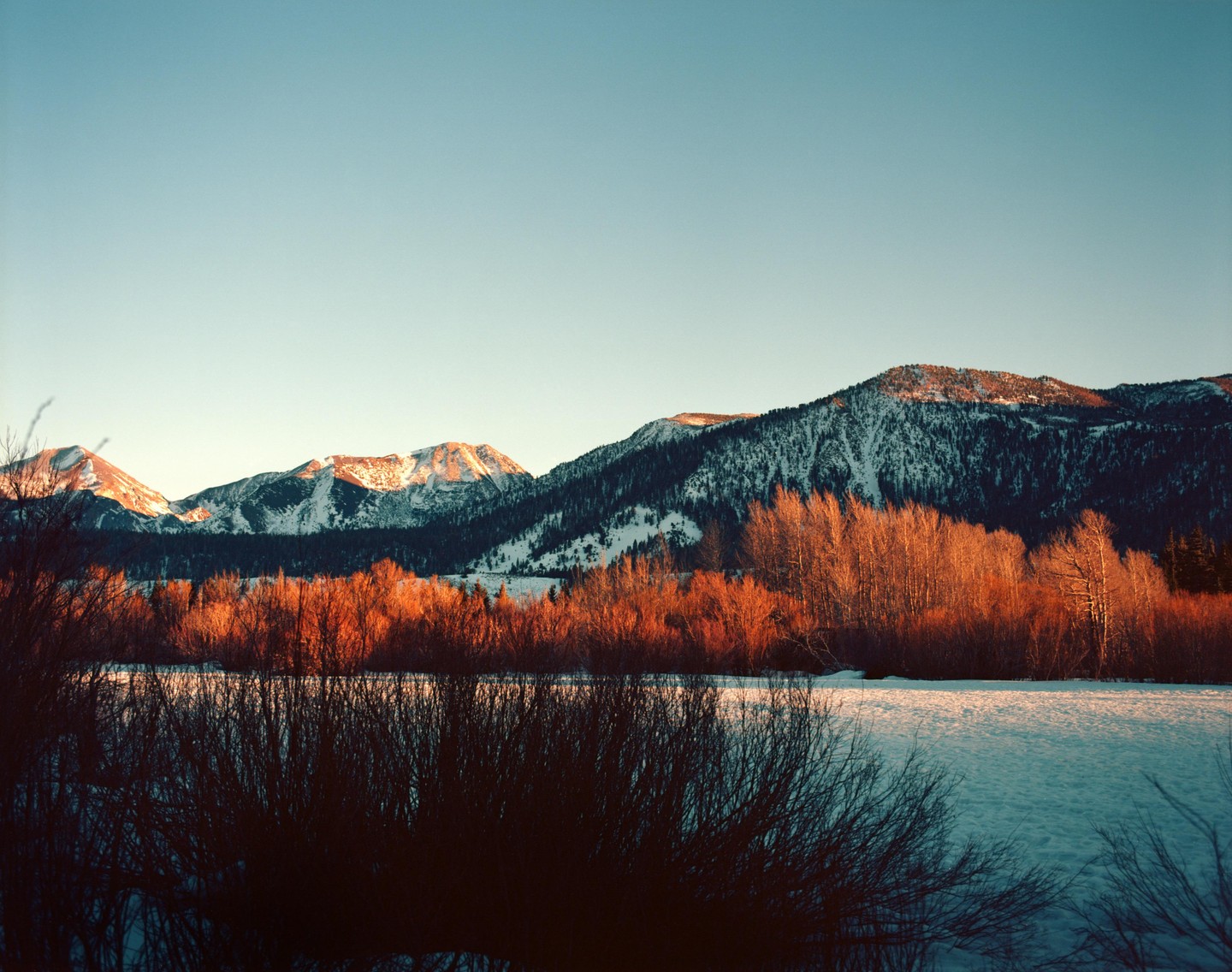 Snow-covered mountains rise above a line of trees with orange foliage, with a snowy field and dark bushes in the foreground.