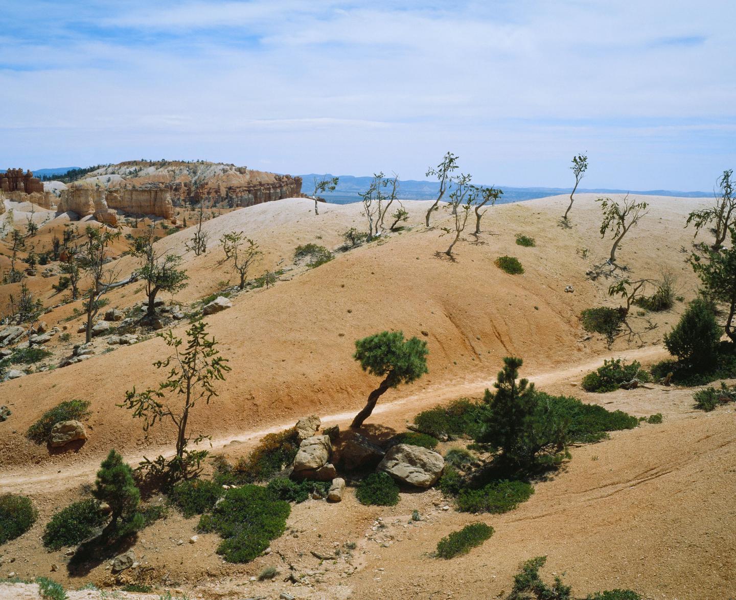 A dirt path winds through a desert landscape with sparse trees and rock formations under a blue sky.