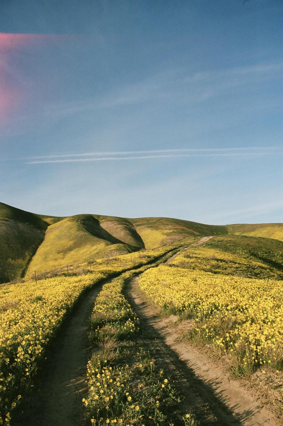 A dirt path winds through rolling hills covered in yellow wildflowers under a blue sky.