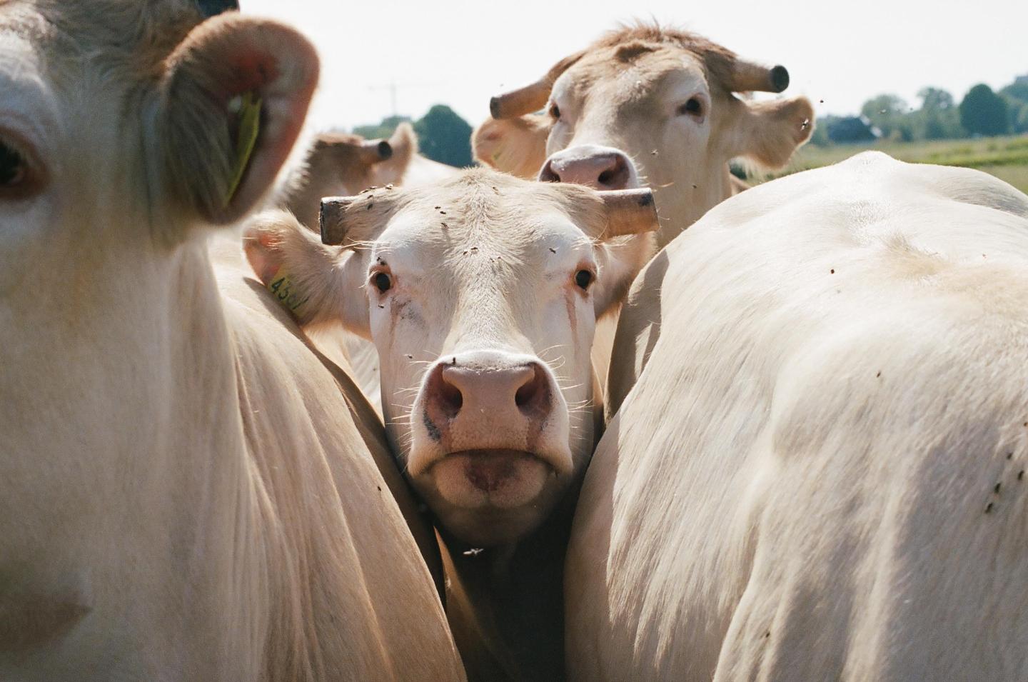 A herd of light-colored cows stands close together in a field, with one cow looking directly at the viewer.