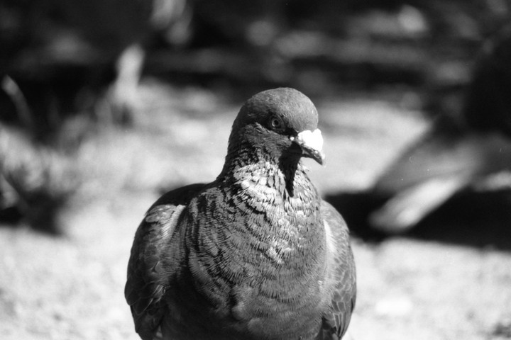 A pigeon with a white beak stands in a black and white close-up.
