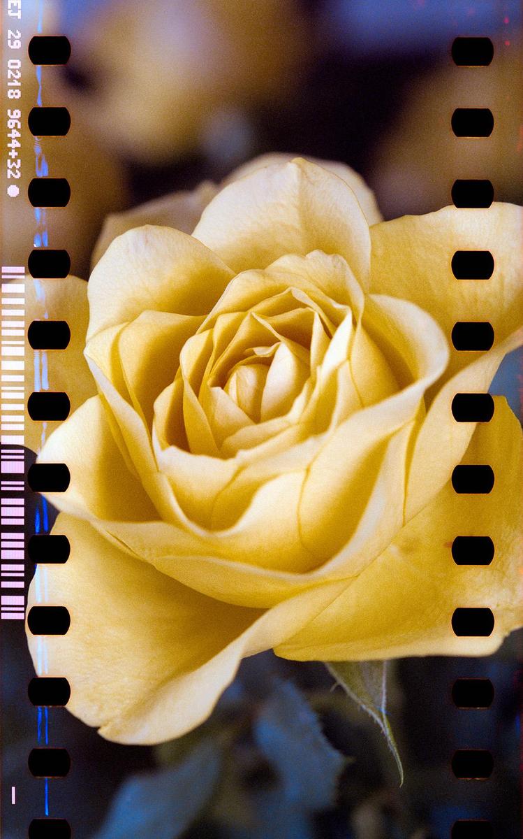 A yellow rose is shown in close-up with film borders on the sides.