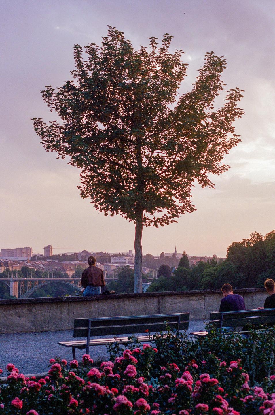 A person sits on a wall overlooking a city with a large tree in the foreground and pink roses in the bottom of the frame.