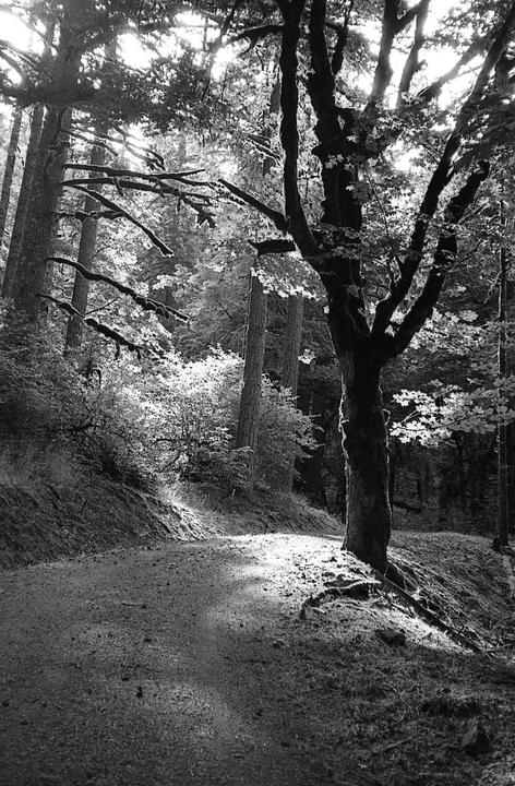 Sunlight filters through the canopy of a forest, illuminating a winding path and the trunk of a large tree.