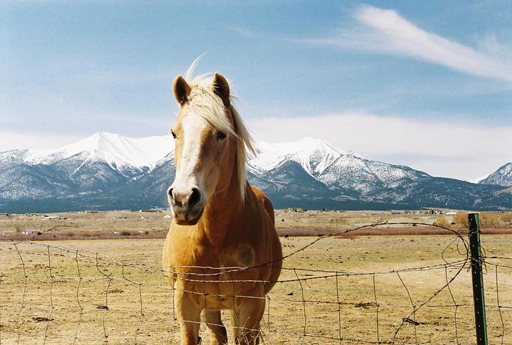 A horse stands in a field with snow-capped mountains in the background.