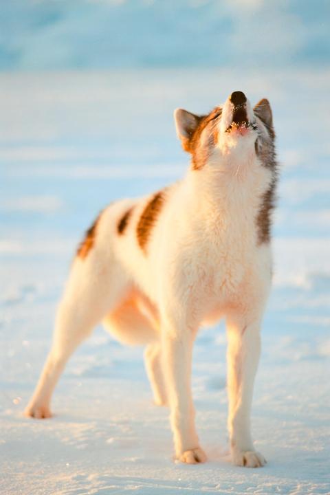 A white and brown dog howls with its head tilted back in a snowy landscape.