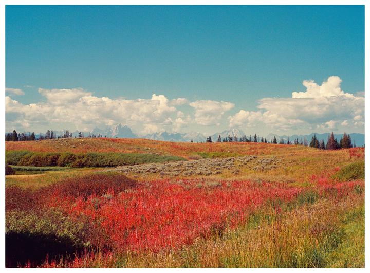 A field of red and green plants stretches towards a distant mountain range under a blue sky with white clouds.