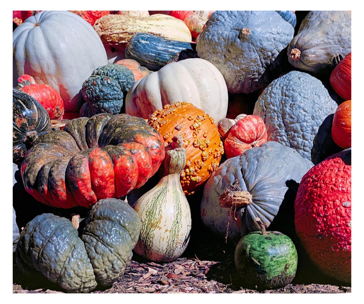 A variety of colorful gourds and pumpkins are piled together on the ground.