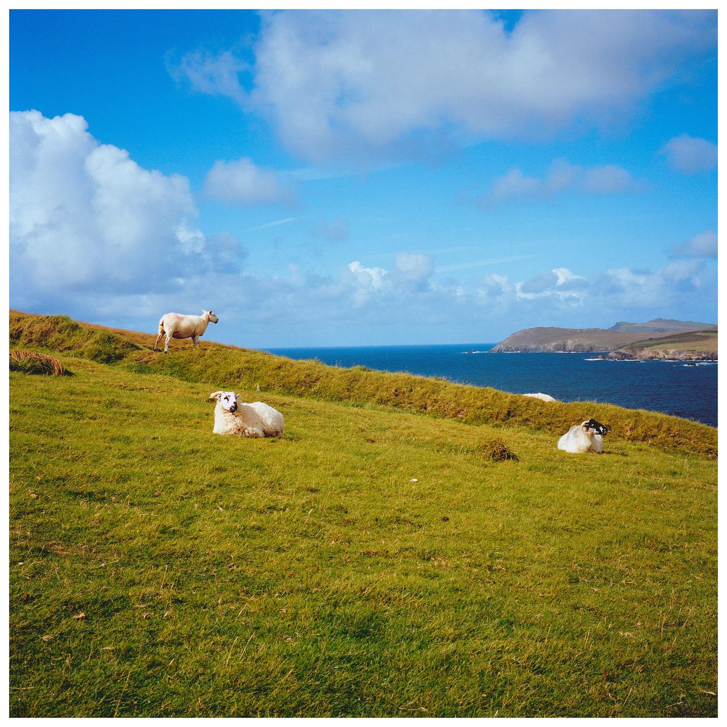 Three sheep are on a grassy hill overlooking the ocean under a blue sky with clouds.