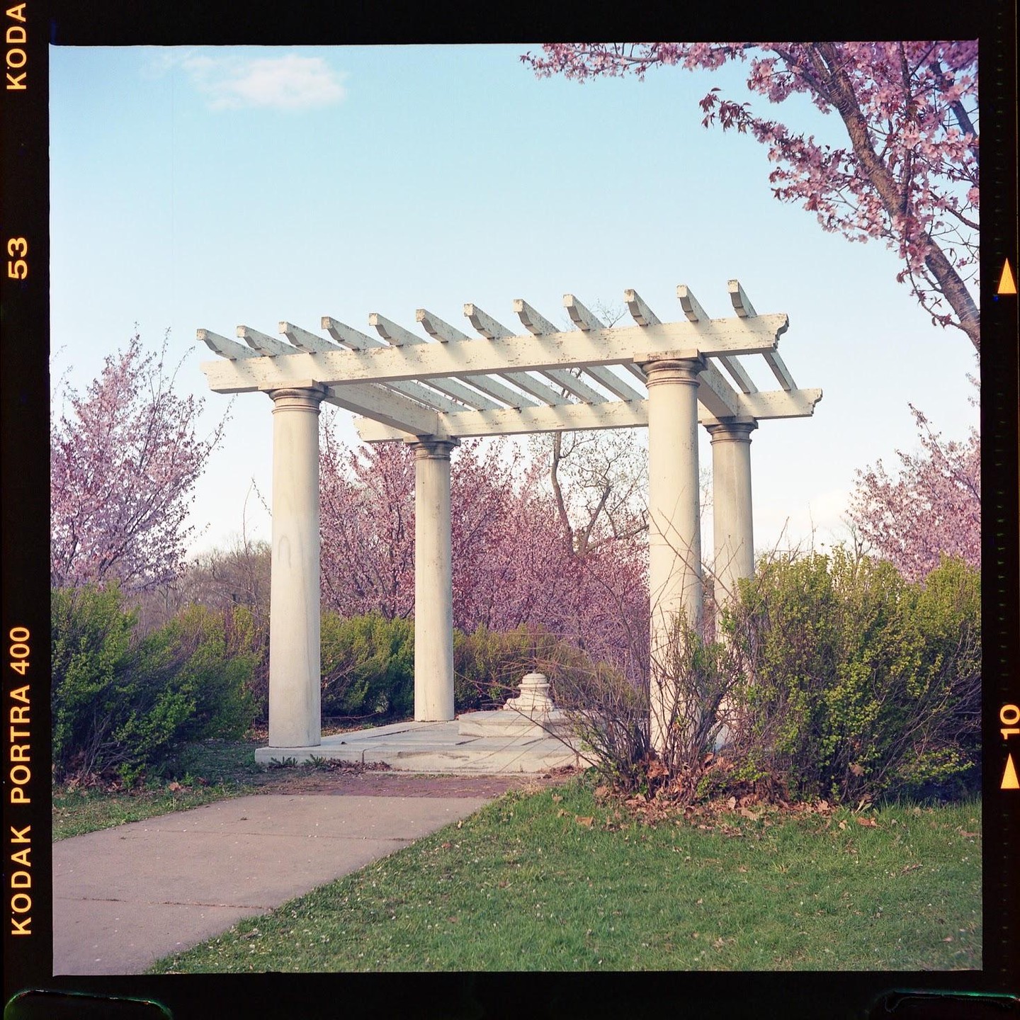 A white pergola stands among pink cherry blossoms and green bushes under a clear sky.