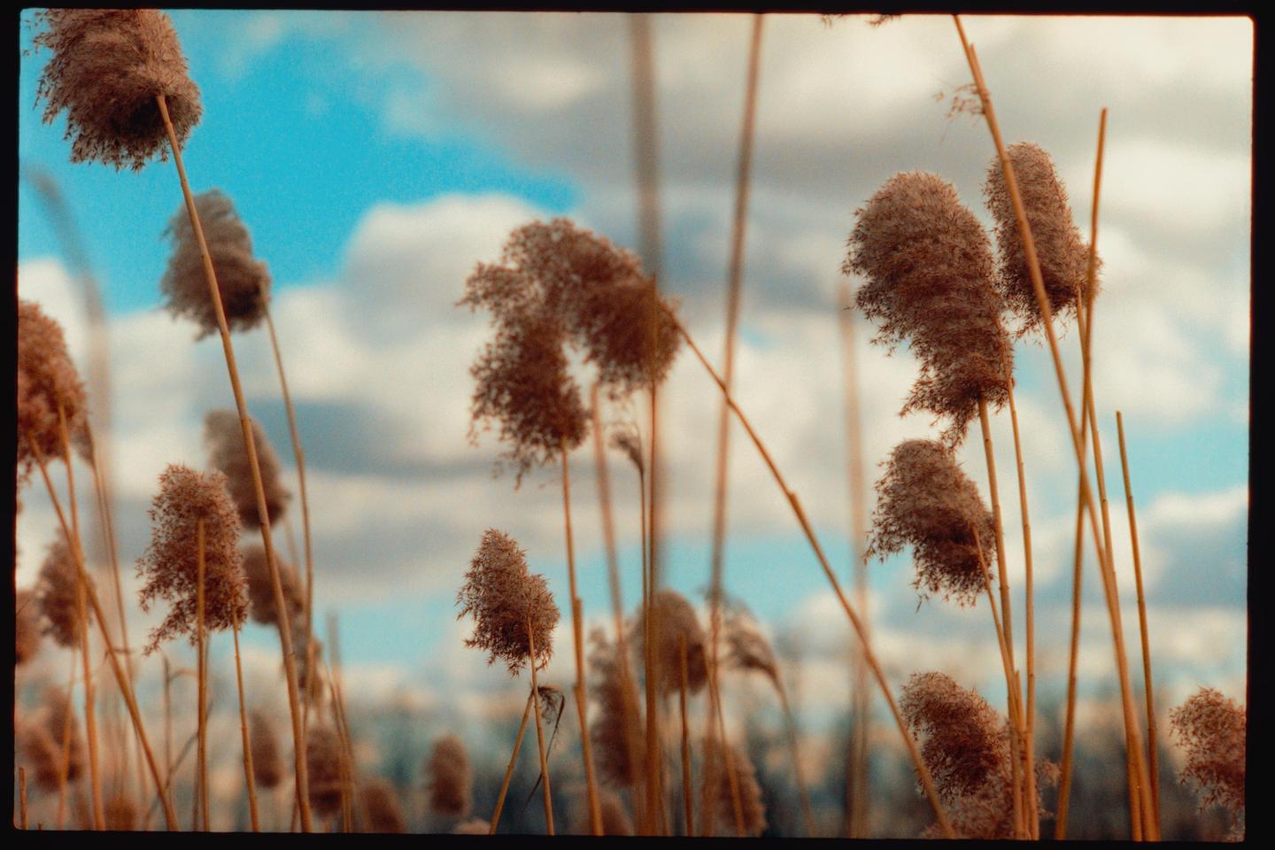 A field of tall, feathery reeds stands against a blue sky with white clouds.