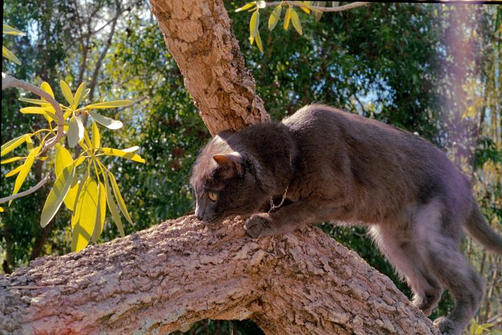 A gray cat with a chain around its neck is climbing on a tree branch with green leaves in the background.