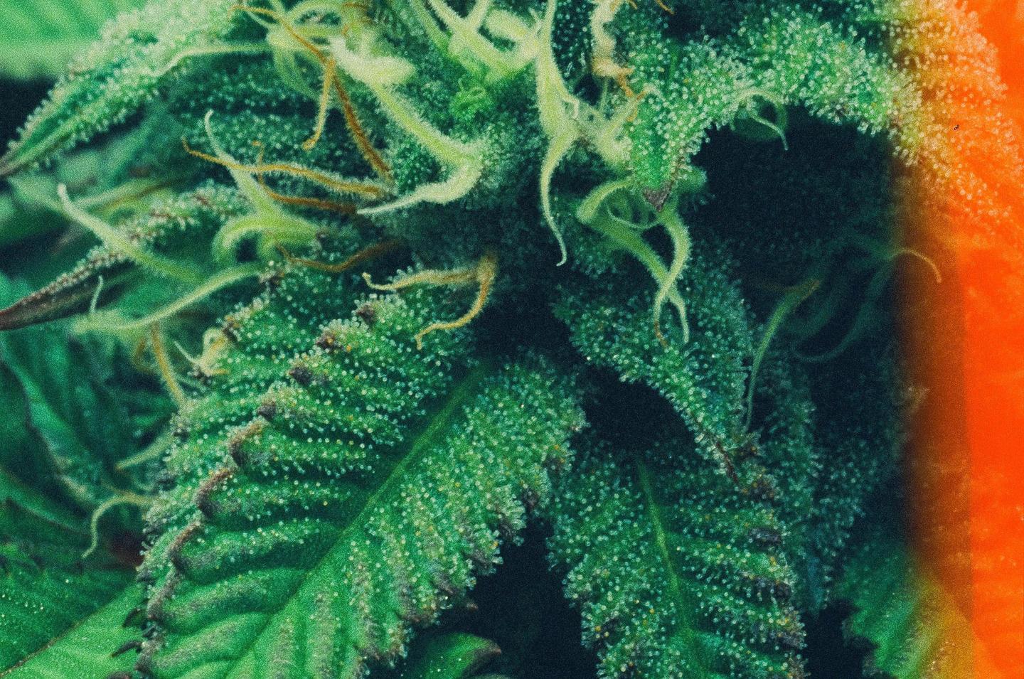 A close-up shot shows the intricate details of a cannabis plant with trichomes and pistils.