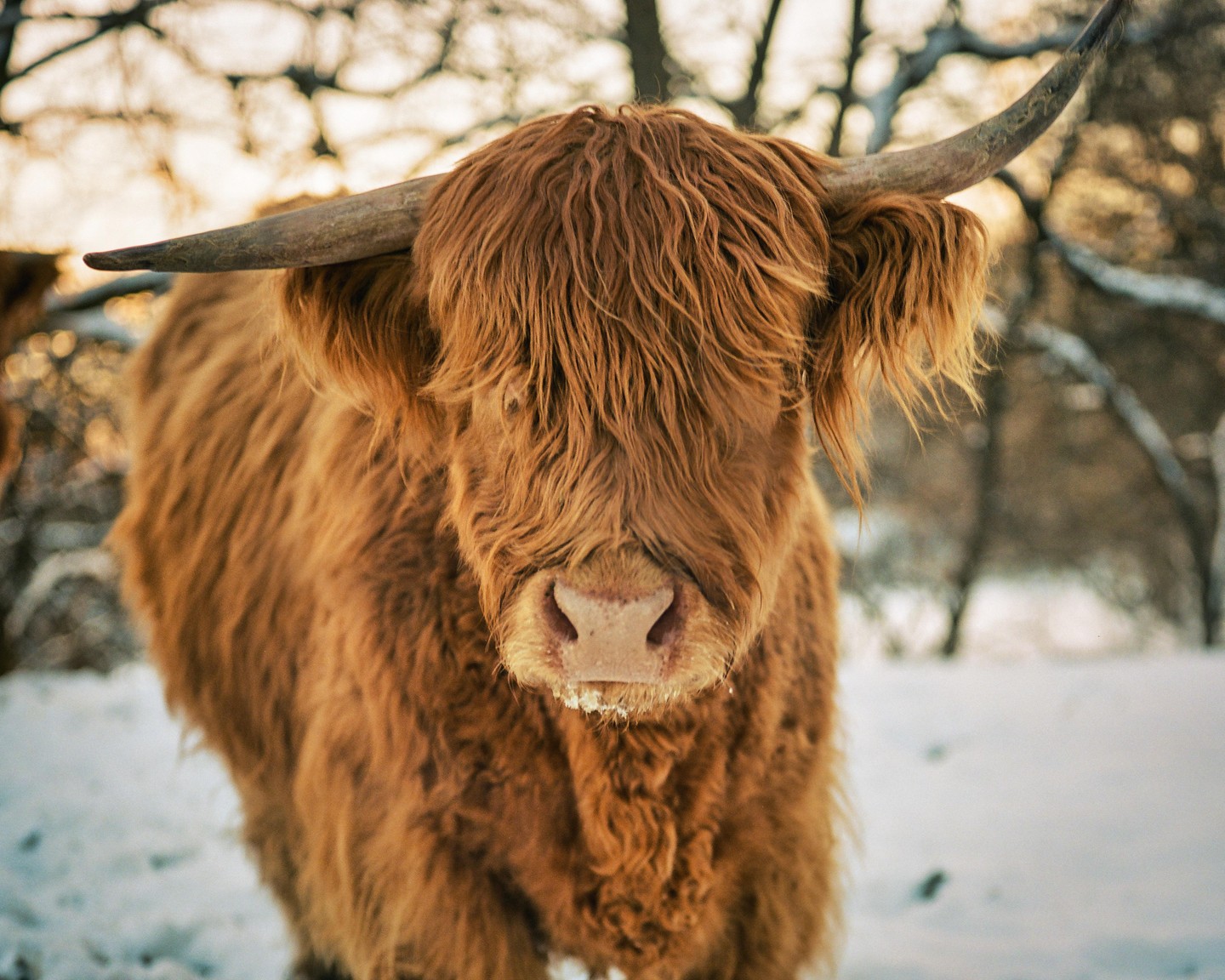 A highland cow with long horns and shaggy fur stands in a snowy field.