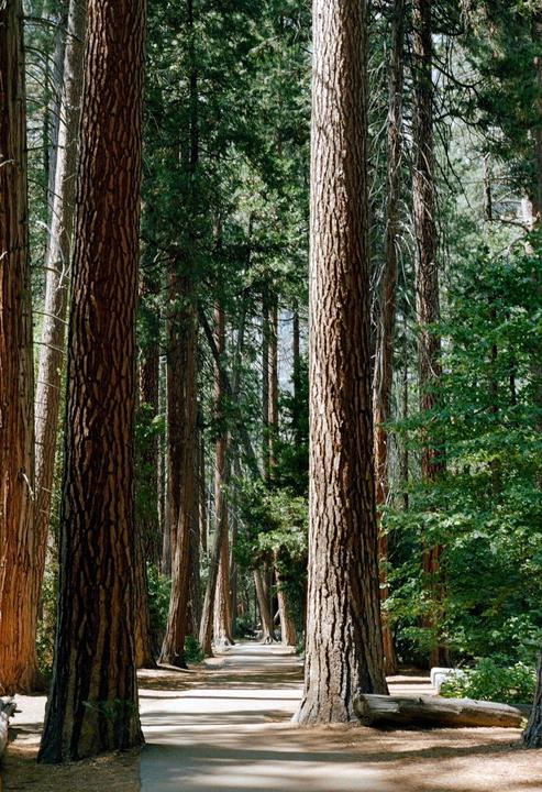 A path leads through a forest of tall trees with sunlight dappling the ground.