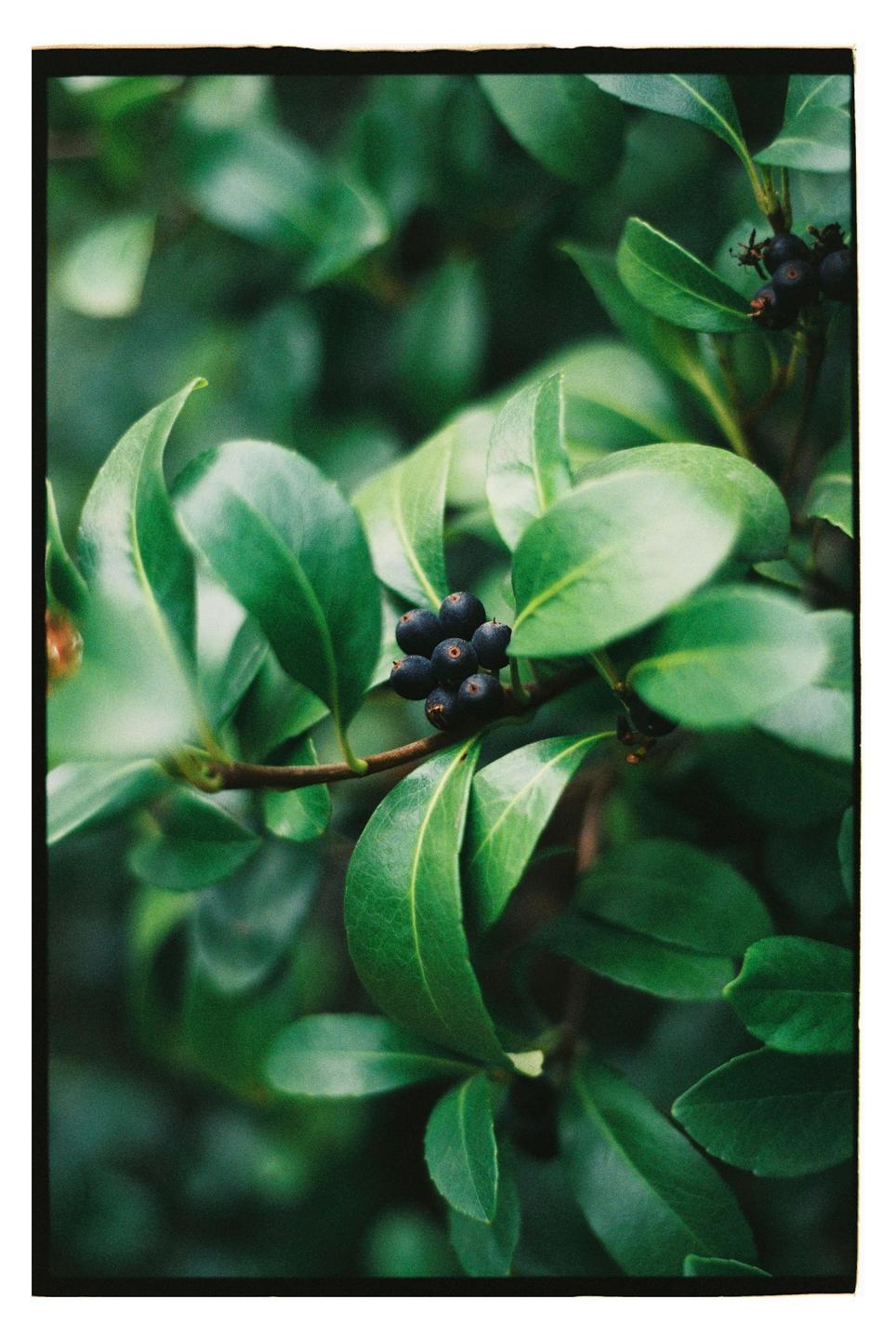 A cluster of dark berries is nestled among vibrant green leaves on a branch.
