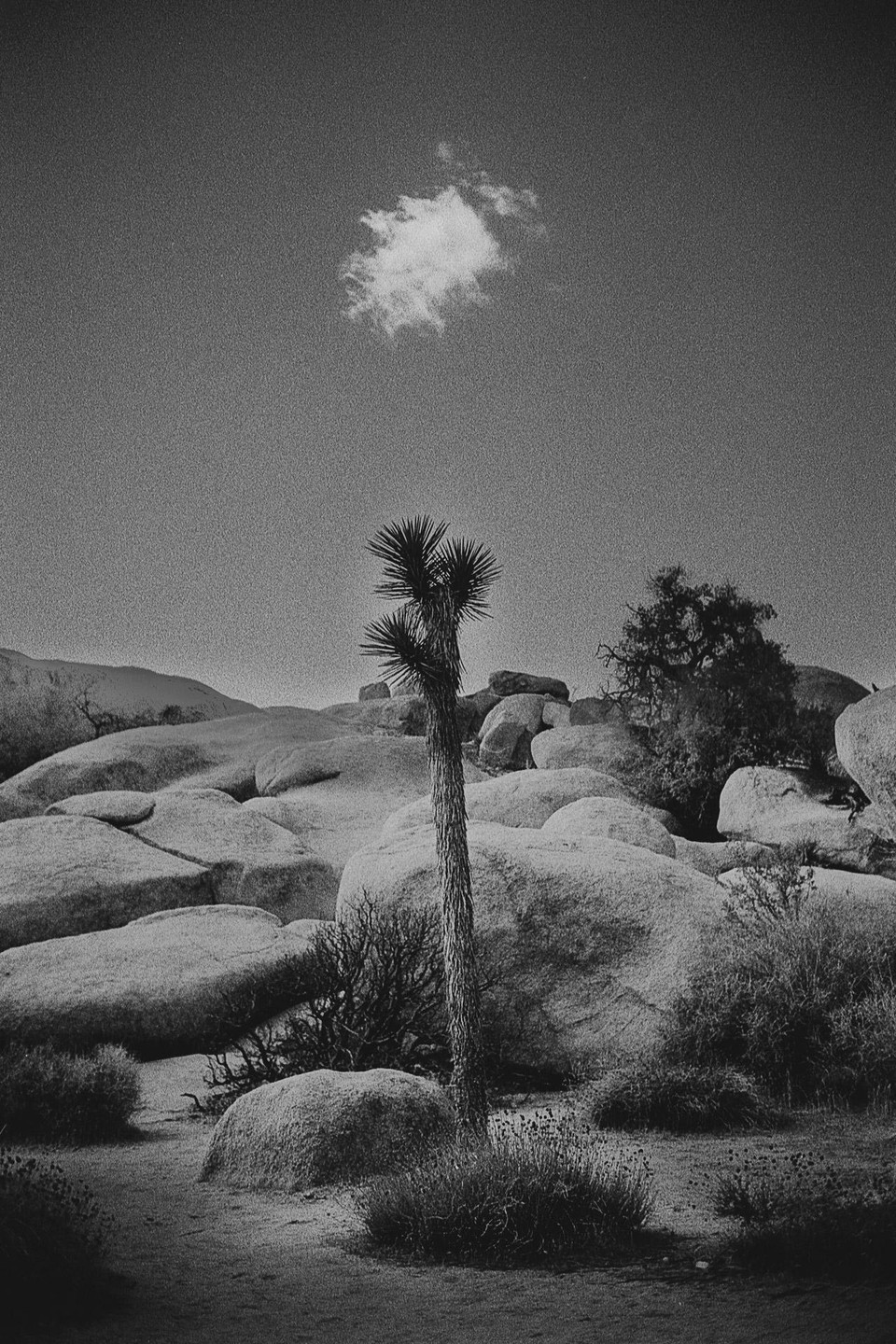 A lone Joshua tree stands among large boulders under a clear sky with a single cloud.