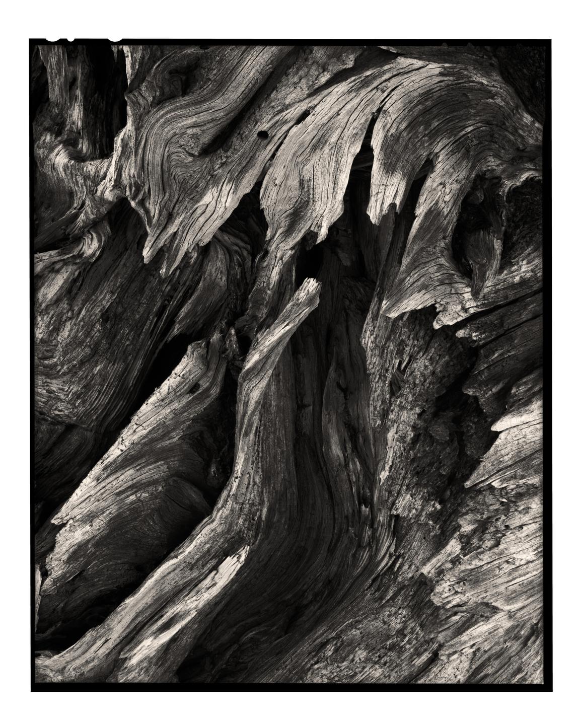 A close-up, black and white abstract photograph shows the gnarled and textured surface of wood.