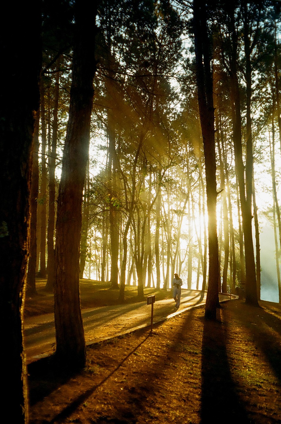 A person walks on a path through a forest with sun rays shining through the trees.