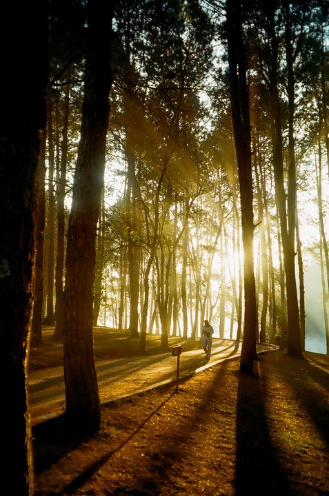 A person walks on a path through a forest with sun rays shining through the trees.