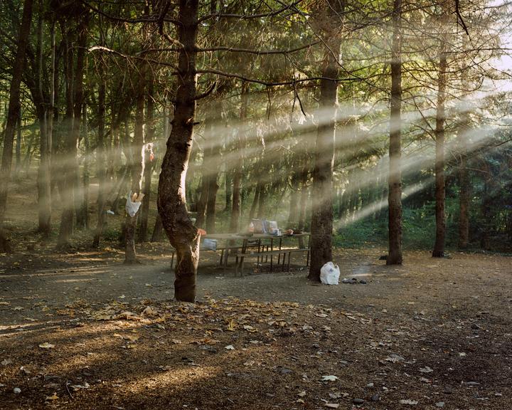 Sunlight streams through tall trees onto a picnic table and fallen leaves on the ground.