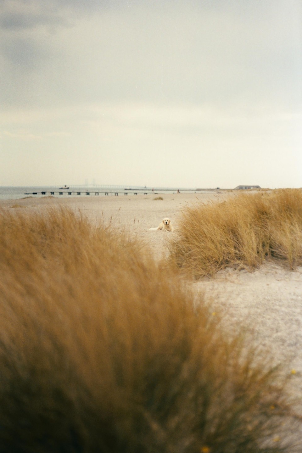 A golden retriever lies on a sandy beach with tall grass in the foreground and a long pier extending into the water in the background.