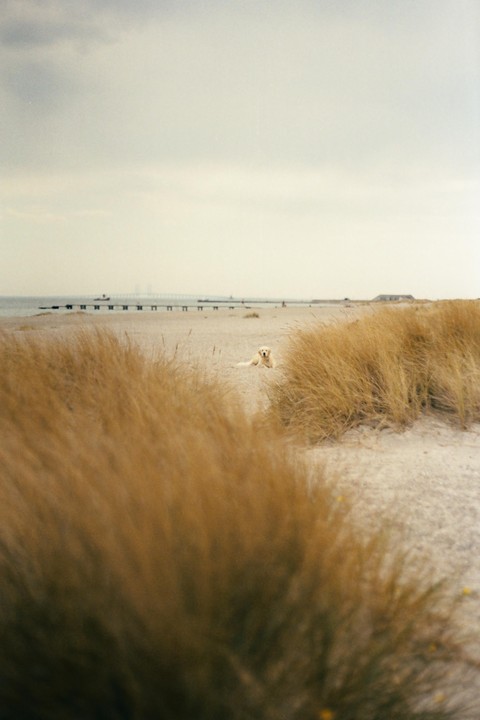 A golden retriever lies on a sandy beach with tall grass in the foreground and a long pier extending into the water in the background.