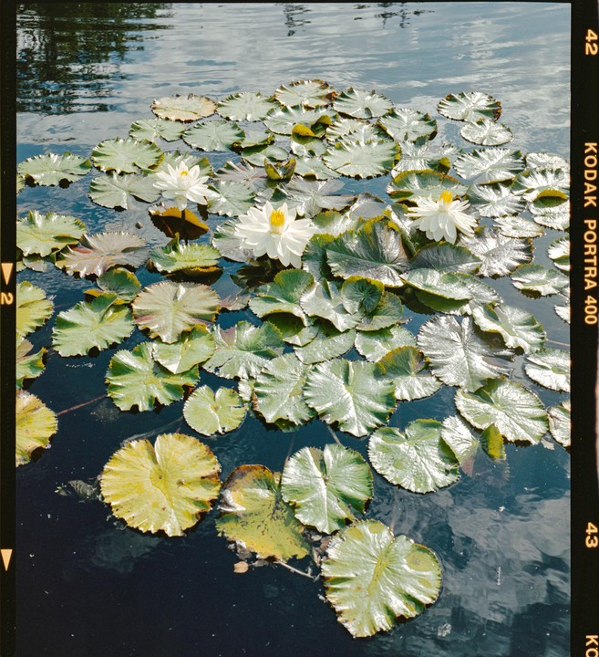 White lotus flowers and lily pads float on dark water.