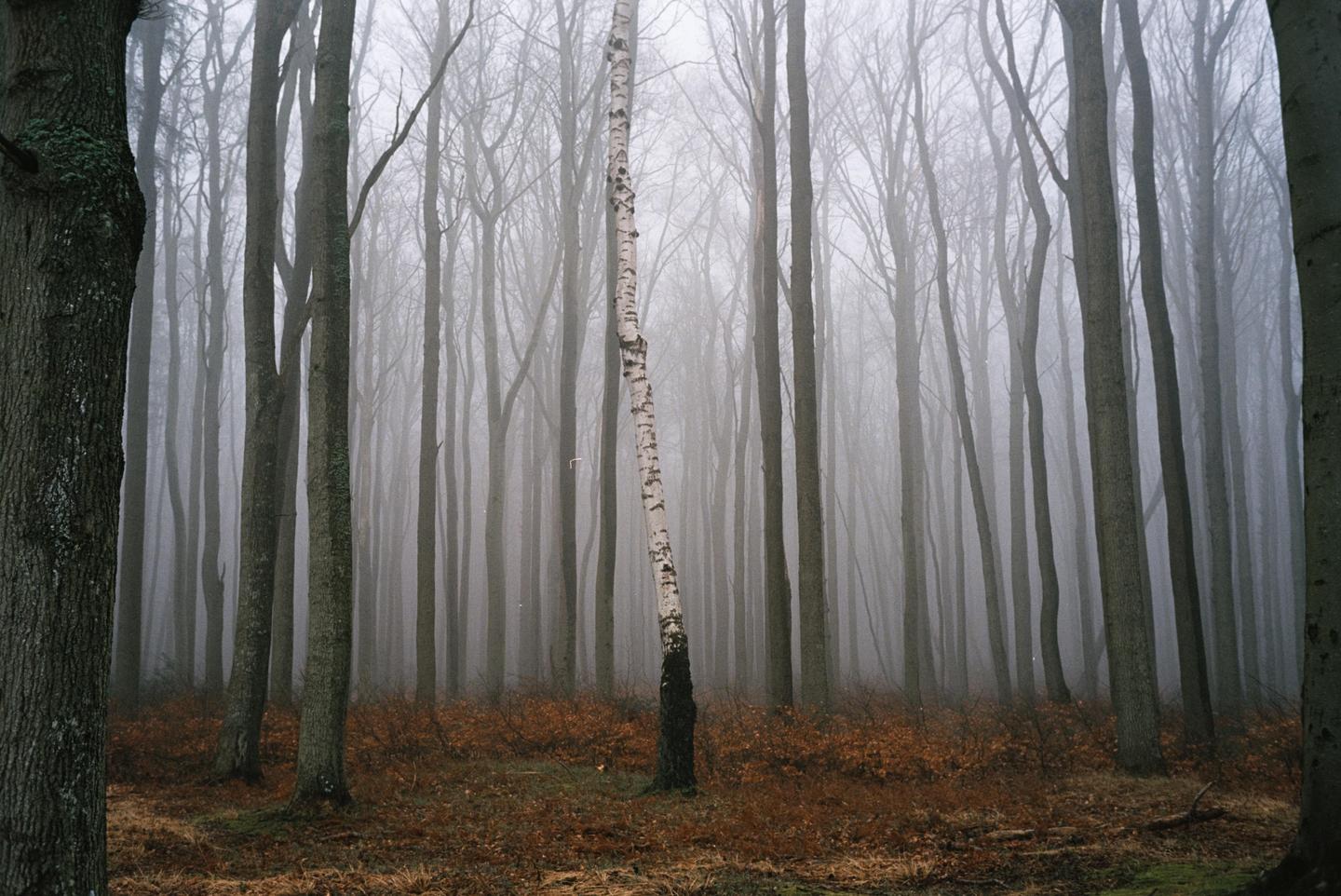 A birch tree stands among other bare trees in a hazy forest with a ground covered in autumn leaves.