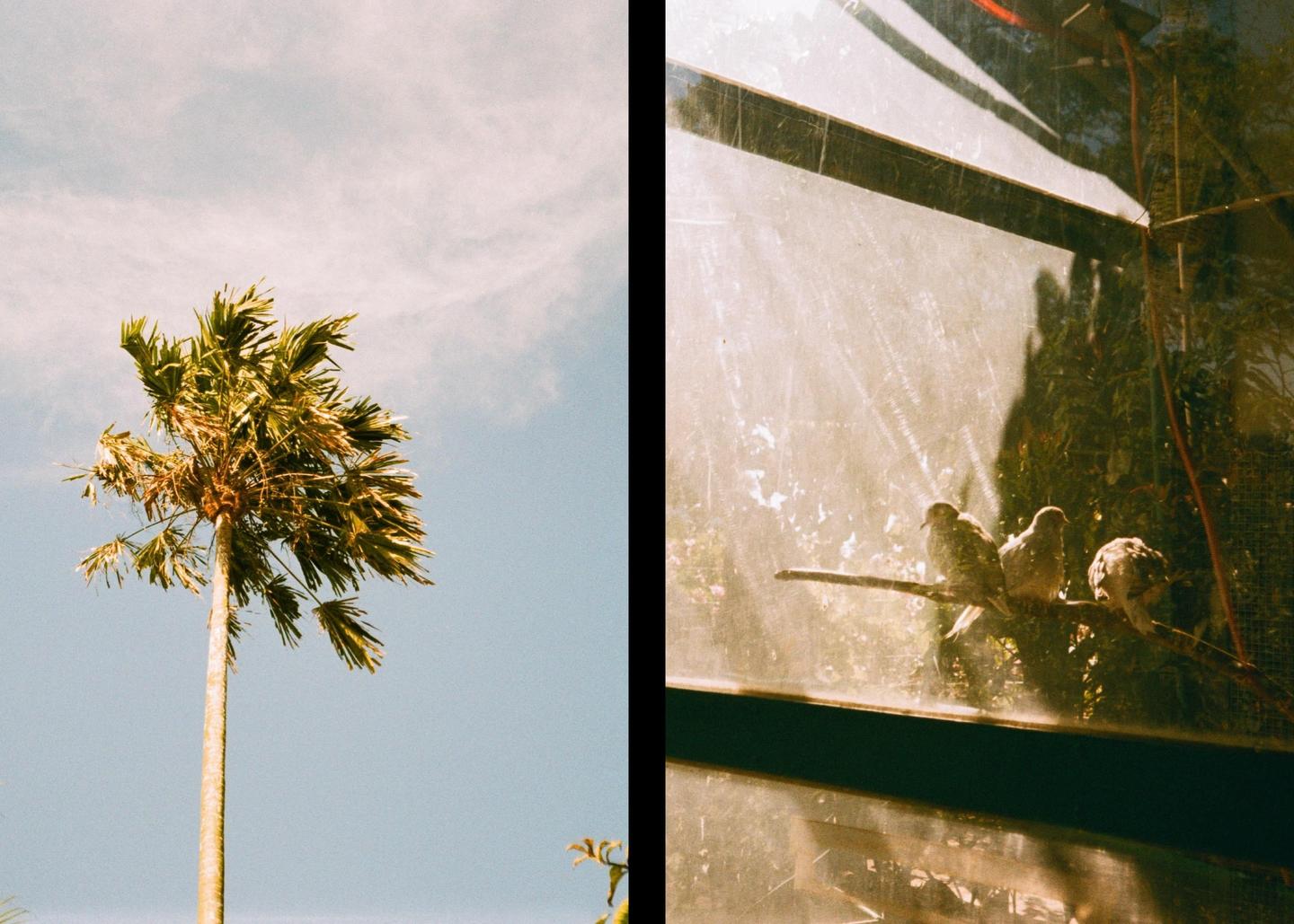 A diptych shows a palm tree against a blue sky on the left and three birds perched on a branch behind a dirty window on the right.