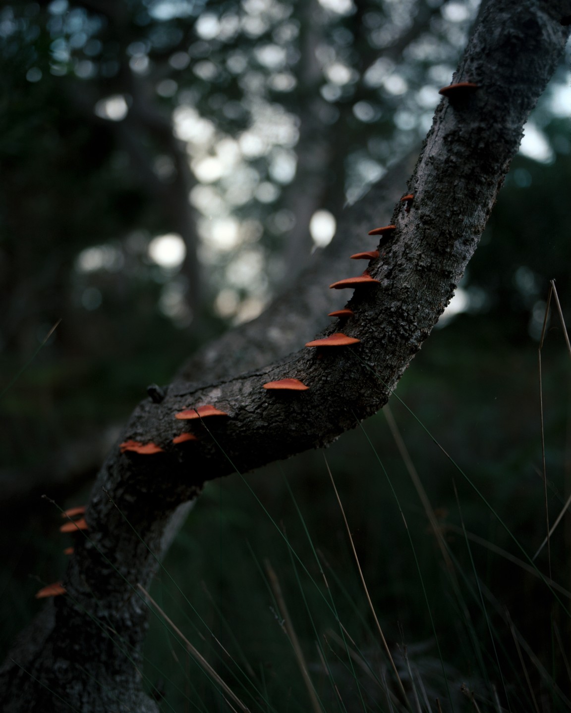 Small orange mushrooms grow in a line along a tree branch in a dark forest.