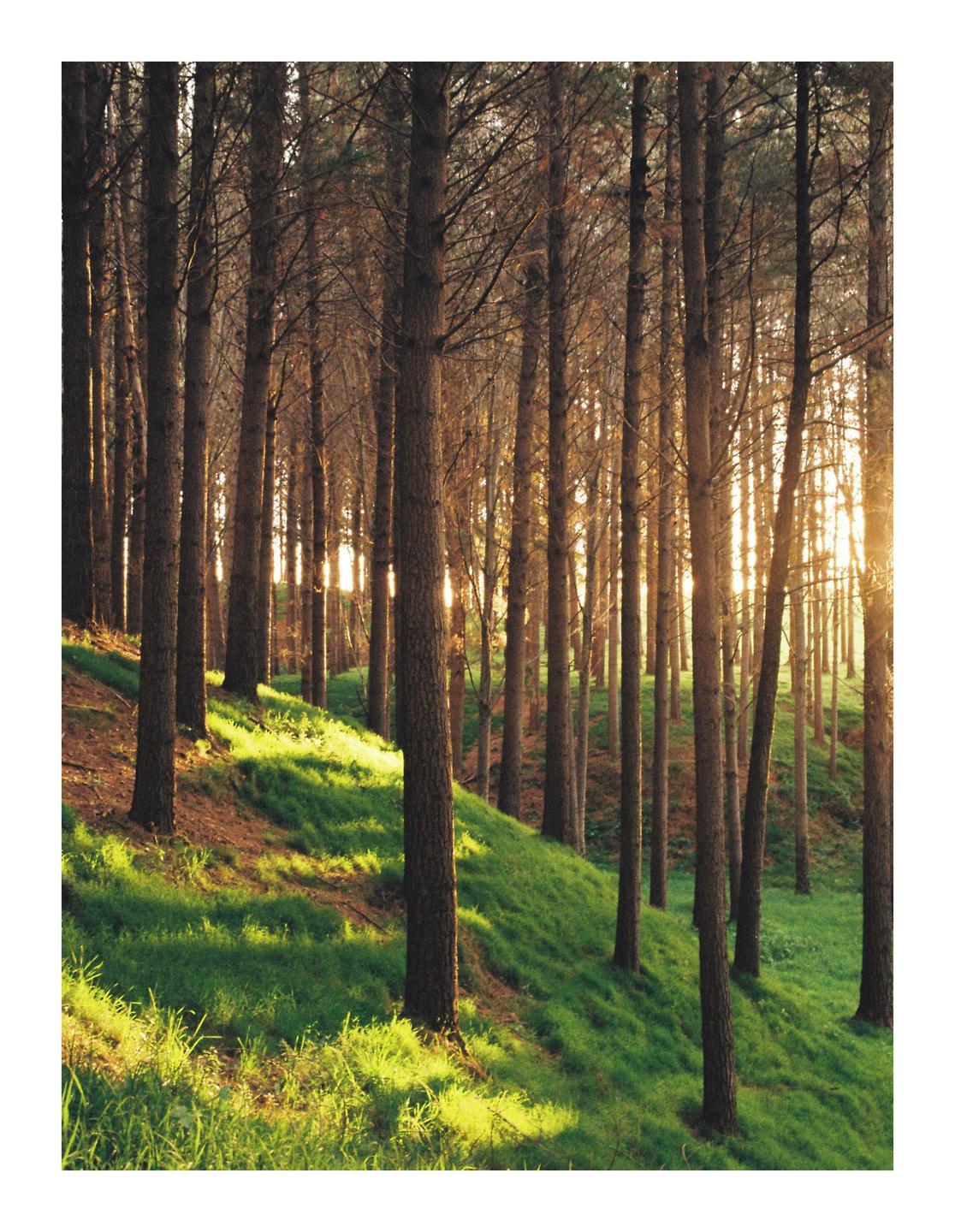 Sunlight streams through a dense forest of tall, slender trees on a grassy hillside.