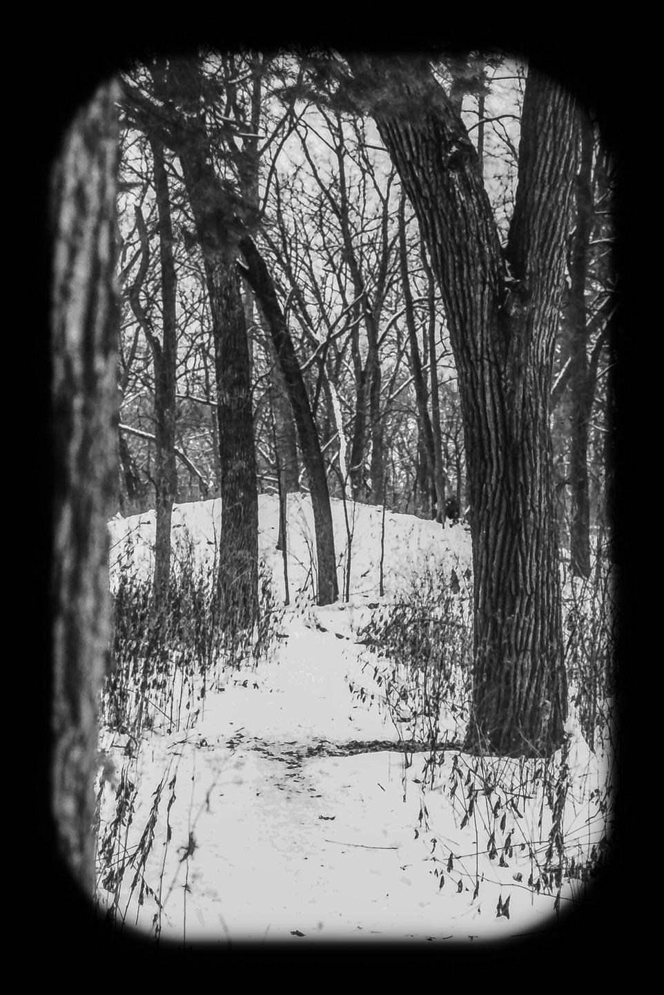 A snowy path winds through a forest of bare trees.