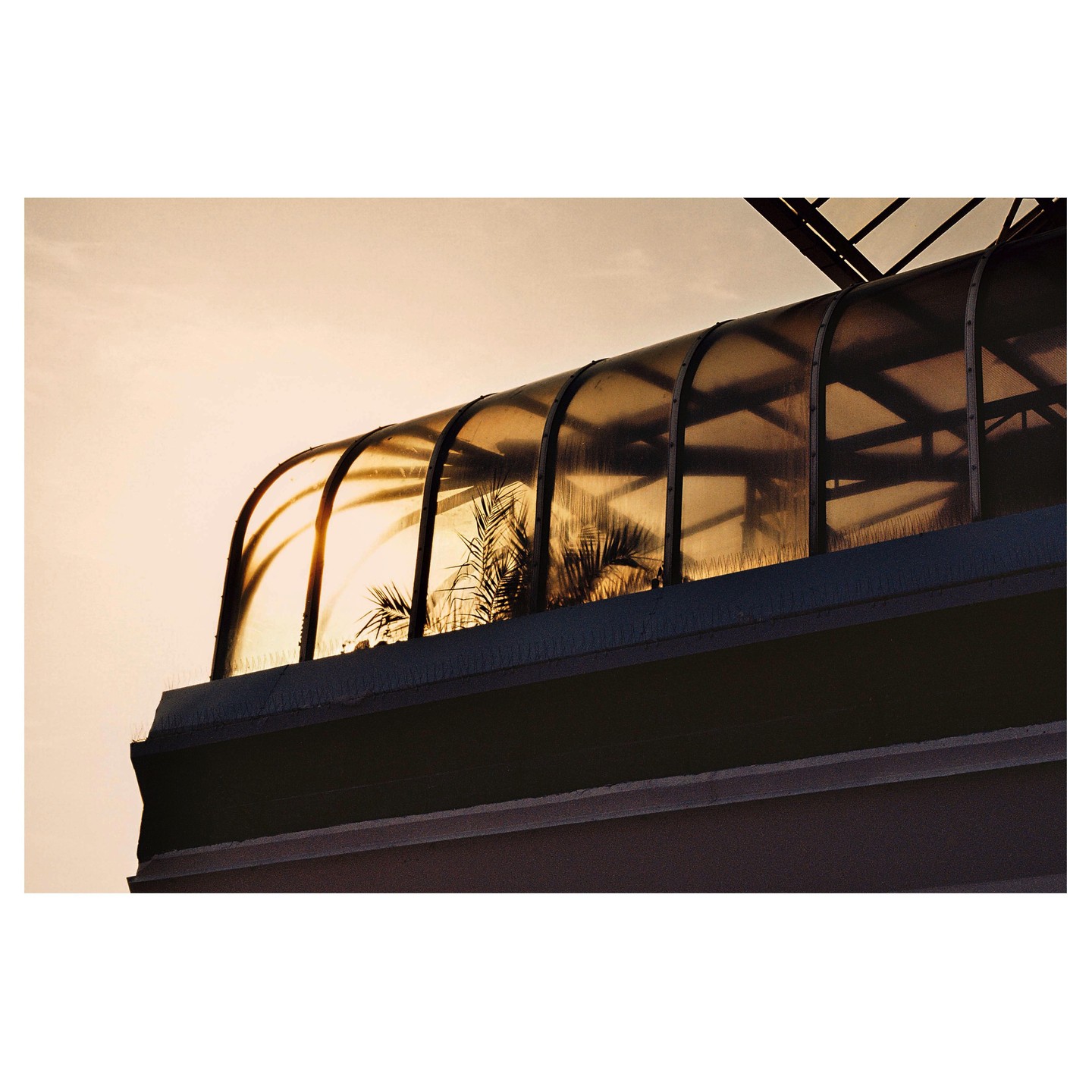 Palm fronds are silhouetted against a bright sky through a curved glass roof.
