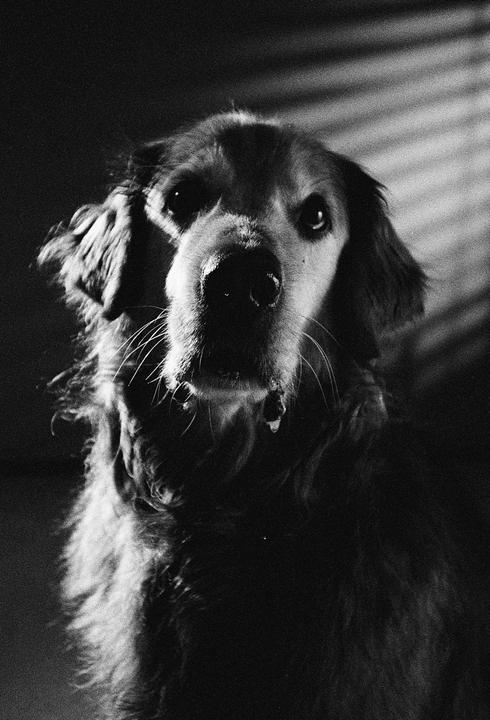 A golden retriever looks directly at the viewer with light reflecting in its eyes.