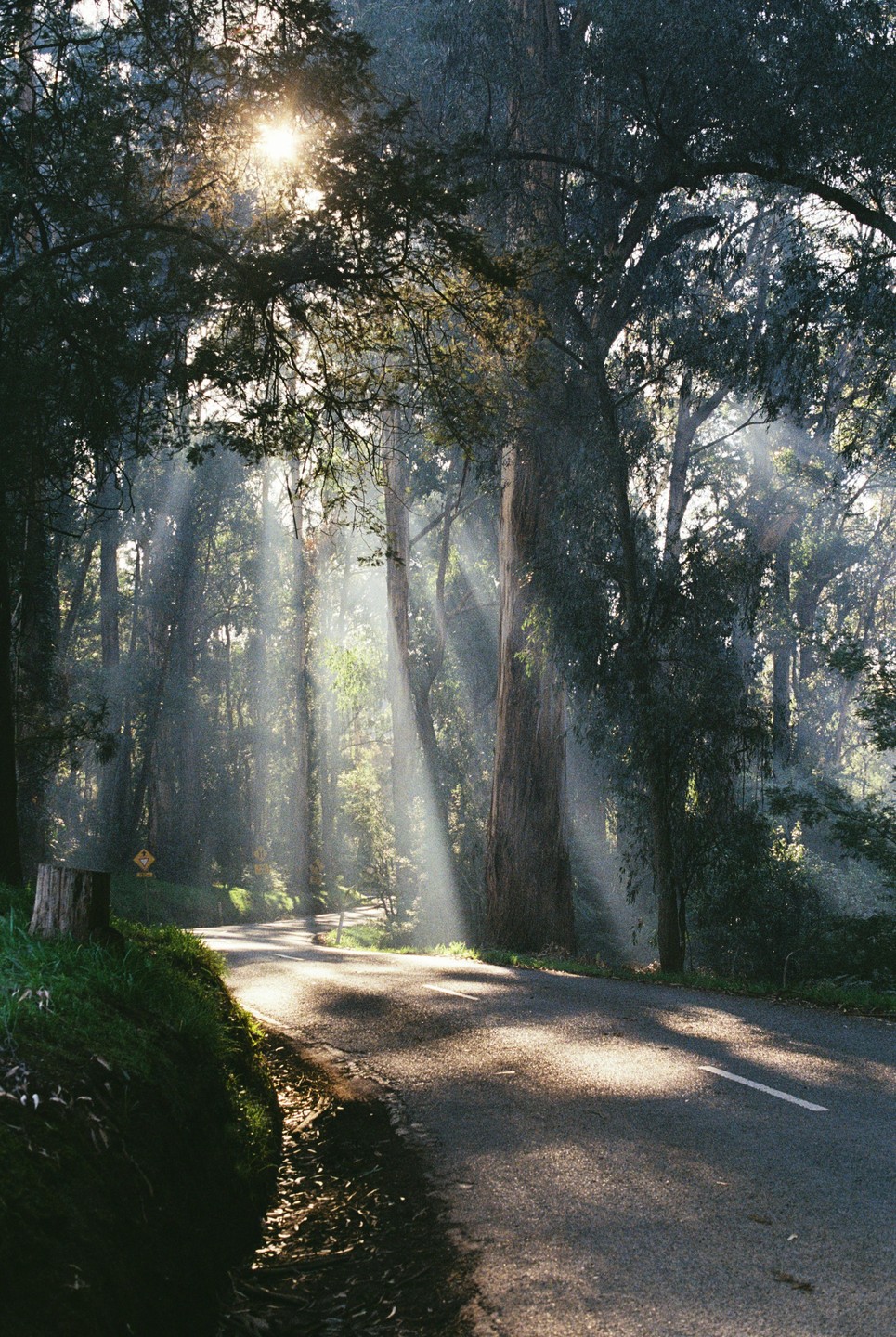 Sunlight streams through tall trees onto a winding road in a forest.