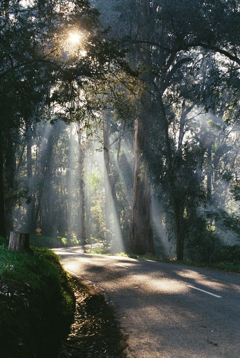Sunlight streams through tall trees onto a winding road in a forest.