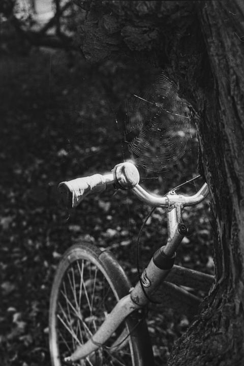A bicycle with a spiderweb on its handlebars leans against a tree.